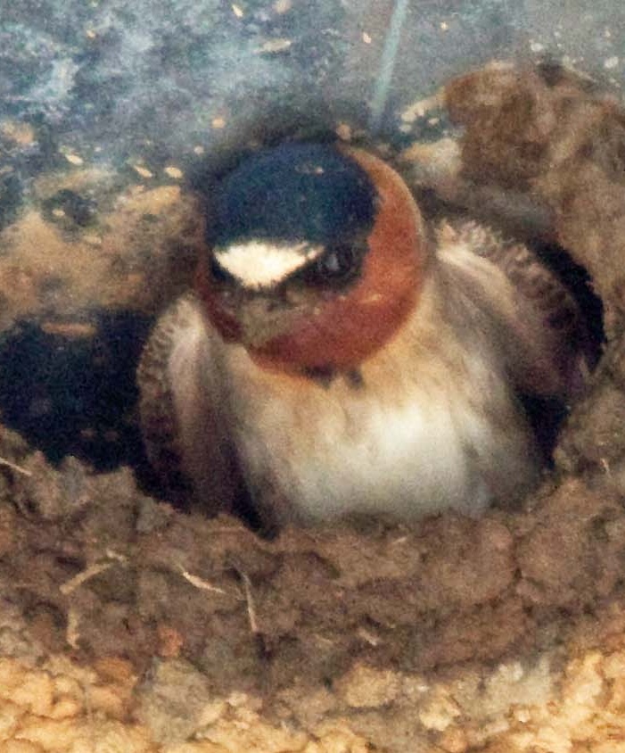 Cliff Swallow in mud nest — Critter Chat wildlife storytelling